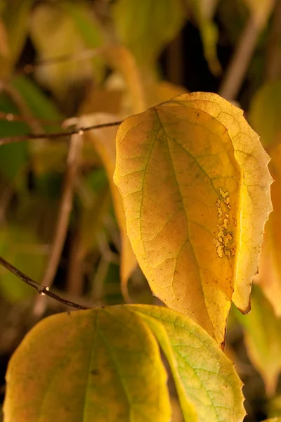 Yellow leaves on tee — Stock Photo, Image