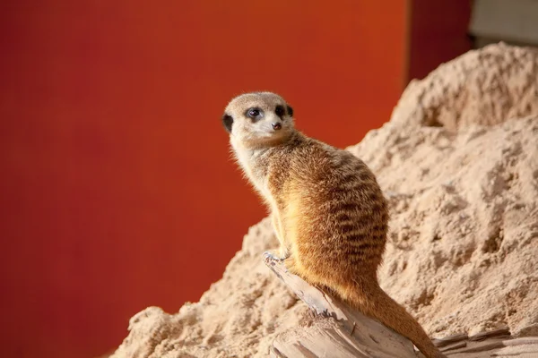 Pequeno meerkat — Fotografia de Stock