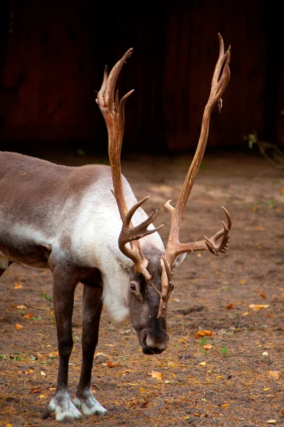 stock image Wild deer with big horns