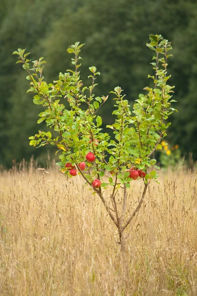 Small apple tree — Stock Photo, Image