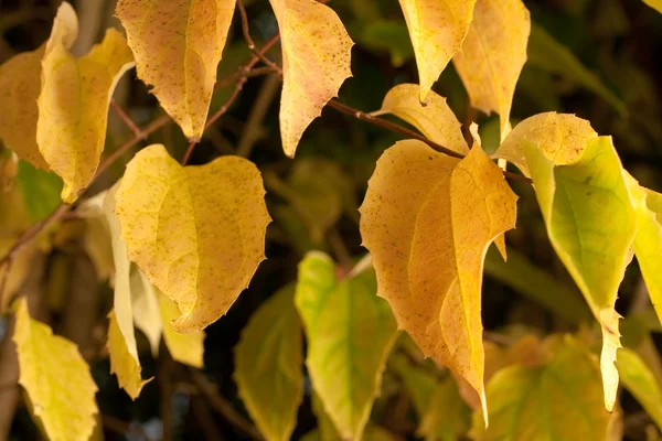 Yellow leaves on tee — Stock Photo, Image