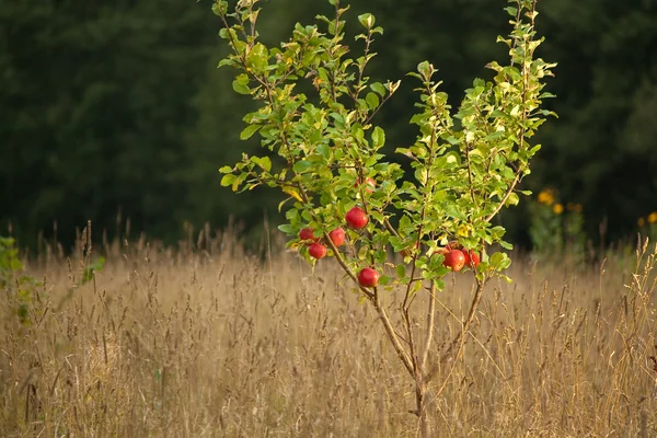 Küçük elma ağacı — Stok fotoğraf