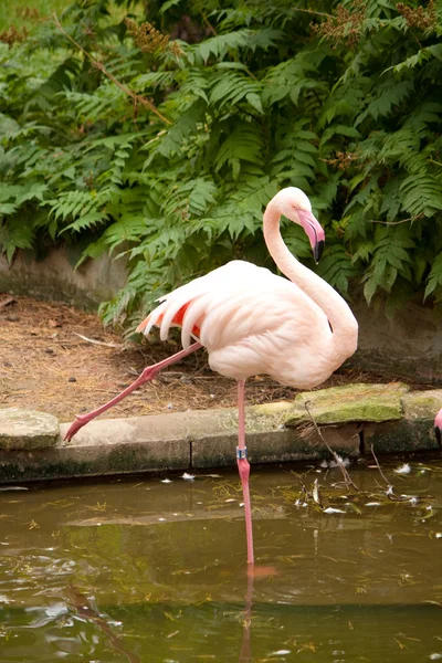Witte flamingo — Stockfoto