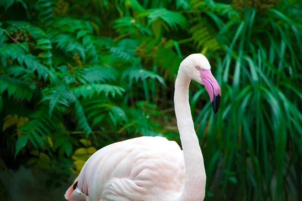 Retrato de flamingo branco — Fotografia de Stock