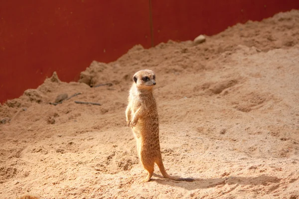 Small meerkat — Stock Photo, Image