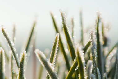 Frost köknar dalı