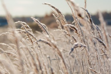 Frost grass close up clipart