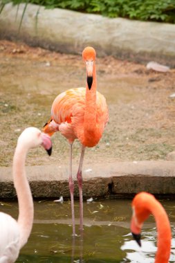 pembe flamingo