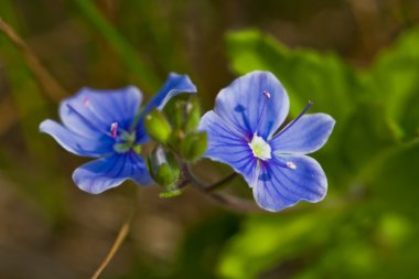 Veronica germander