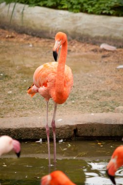 pembe flamingo