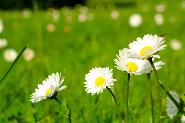 Quatro daisy close-up — Fotografia de Stock