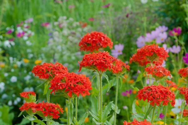 Bakgrund av små röda blommor — Stockfoto