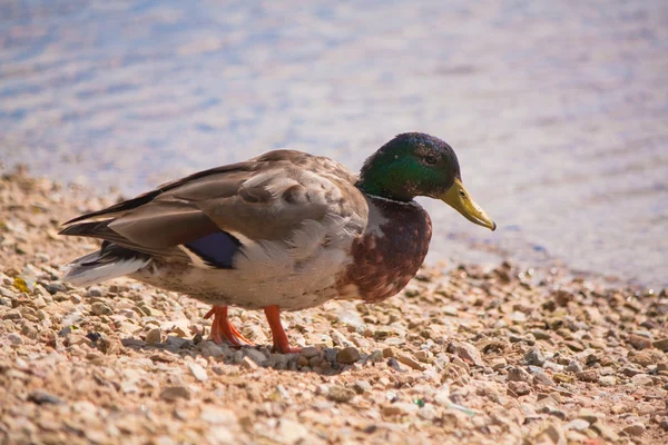 stock image Duck