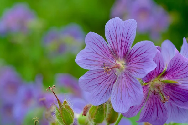 Kleine blaue Blumen — Stockfoto