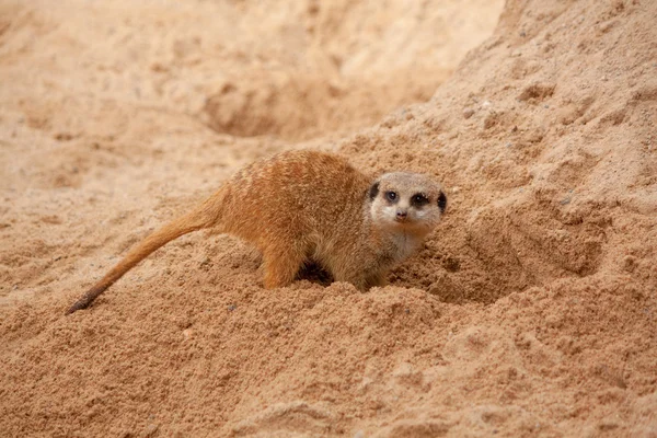 Μικρό meerkat — Φωτογραφία Αρχείου