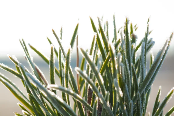 Frost fir branch — Stock Photo, Image
