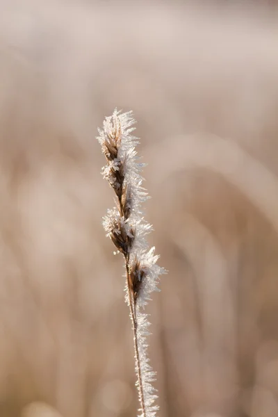 Mráz trávy zblízka — Stock fotografie