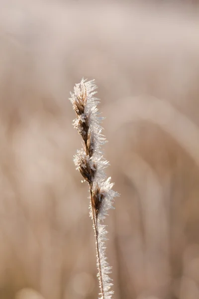 Frost grass close up — Stock Photo, Image