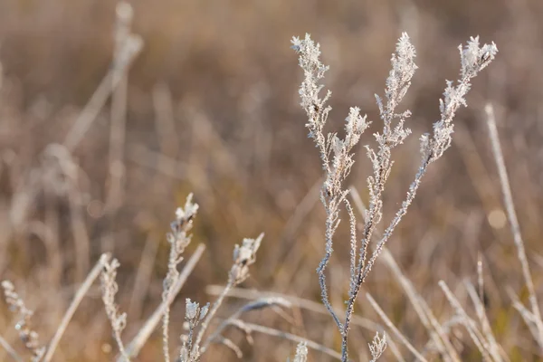 Frost çim yakın çekim — Stok fotoğraf