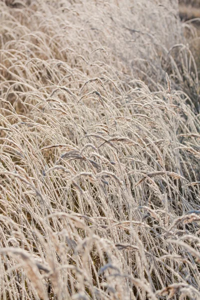 Frost grass — Stock Photo, Image