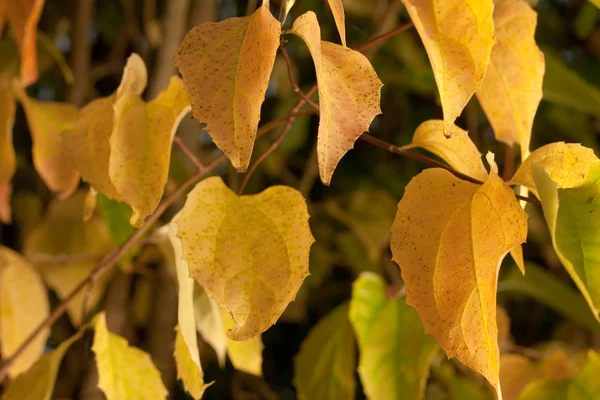Gele bladeren op tee — Stockfoto