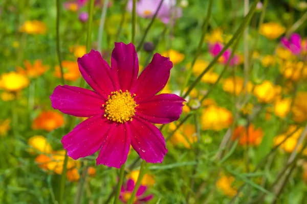 Kozmos çiçekleri yakın çekim — Stok fotoğraf