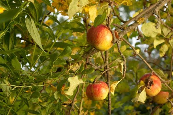 Dojrzałe jabłka w drzewo — Zdjęcie stockowe