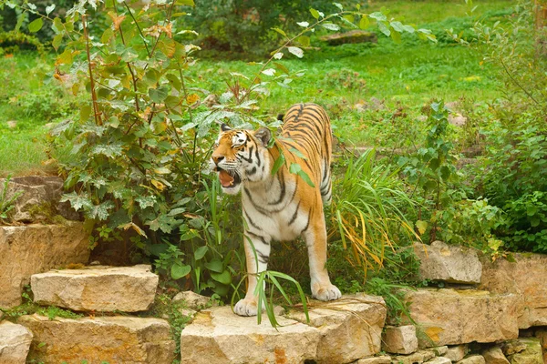 Tigre nella natura verde — Foto Stock