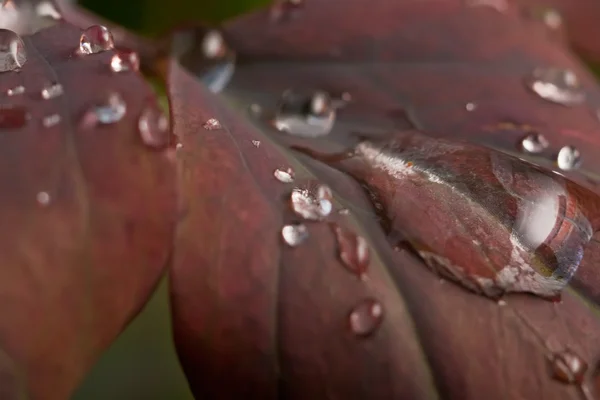 Stock image Water drops on plant