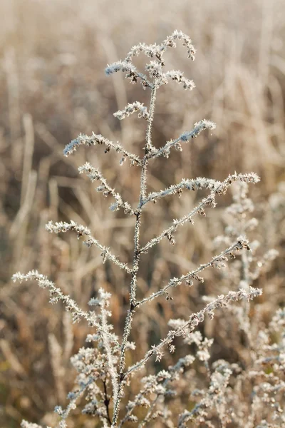 Frost fű közelről — Stock Fotó