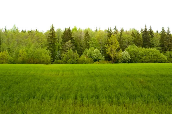 Rural grassland — Stock Photo, Image