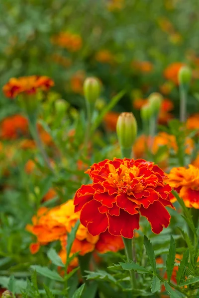 Marigold close up — Stock Photo, Image