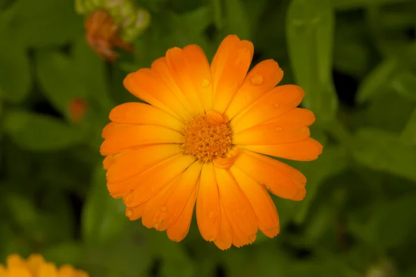 Marigold close up — Stock Photo, Image