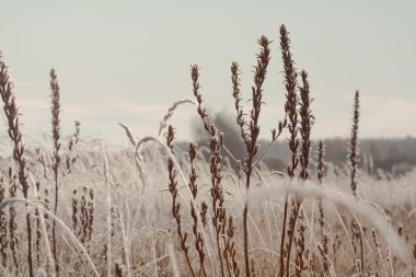 Frost grass close up clipart