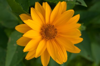 Marigold close up clipart