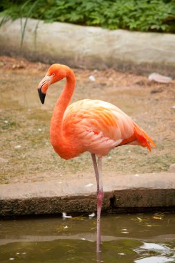 pembe flamingo