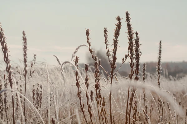 Frost çim yakın çekim — Stok fotoğraf