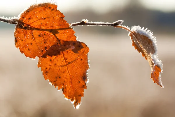 Frost Brich leaf — Stock Photo, Image