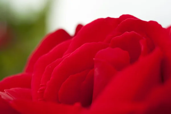 Róża czerwona — Zdjęcie stockowe