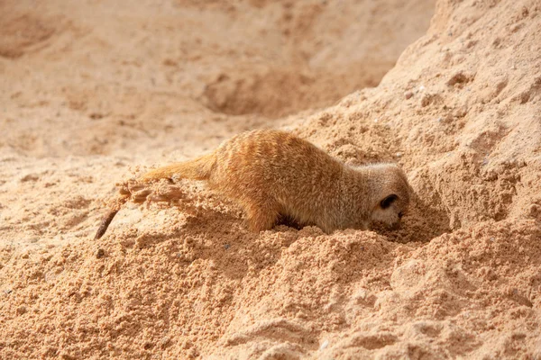 Petite suricate — Photo