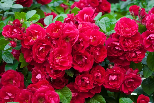 Червоні троянди фону Ліцензійні Стокові Зображення