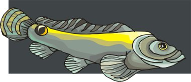 Beautiful Fish Vector On Background