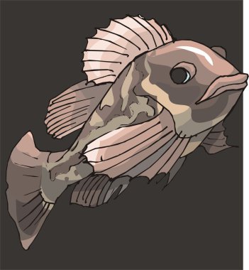 Beautiful Fish Vector On Background