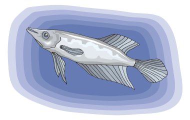 Beautiful Fish Vector On Background
