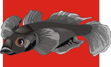 Beautiful Fish Vector On Background