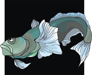 Beautiful Fish Vector On Background