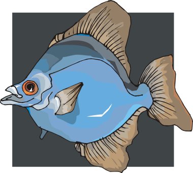 Beautiful Fish Vector On Background