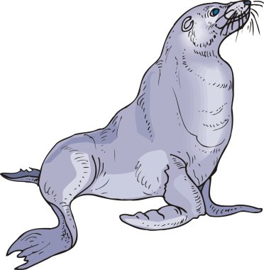 Vector illustration of a seal. clipart