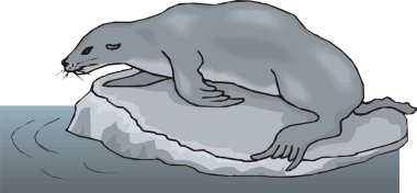 Vector illustration of a seal. clipart