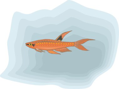 Beautiful Fish Vector On Background